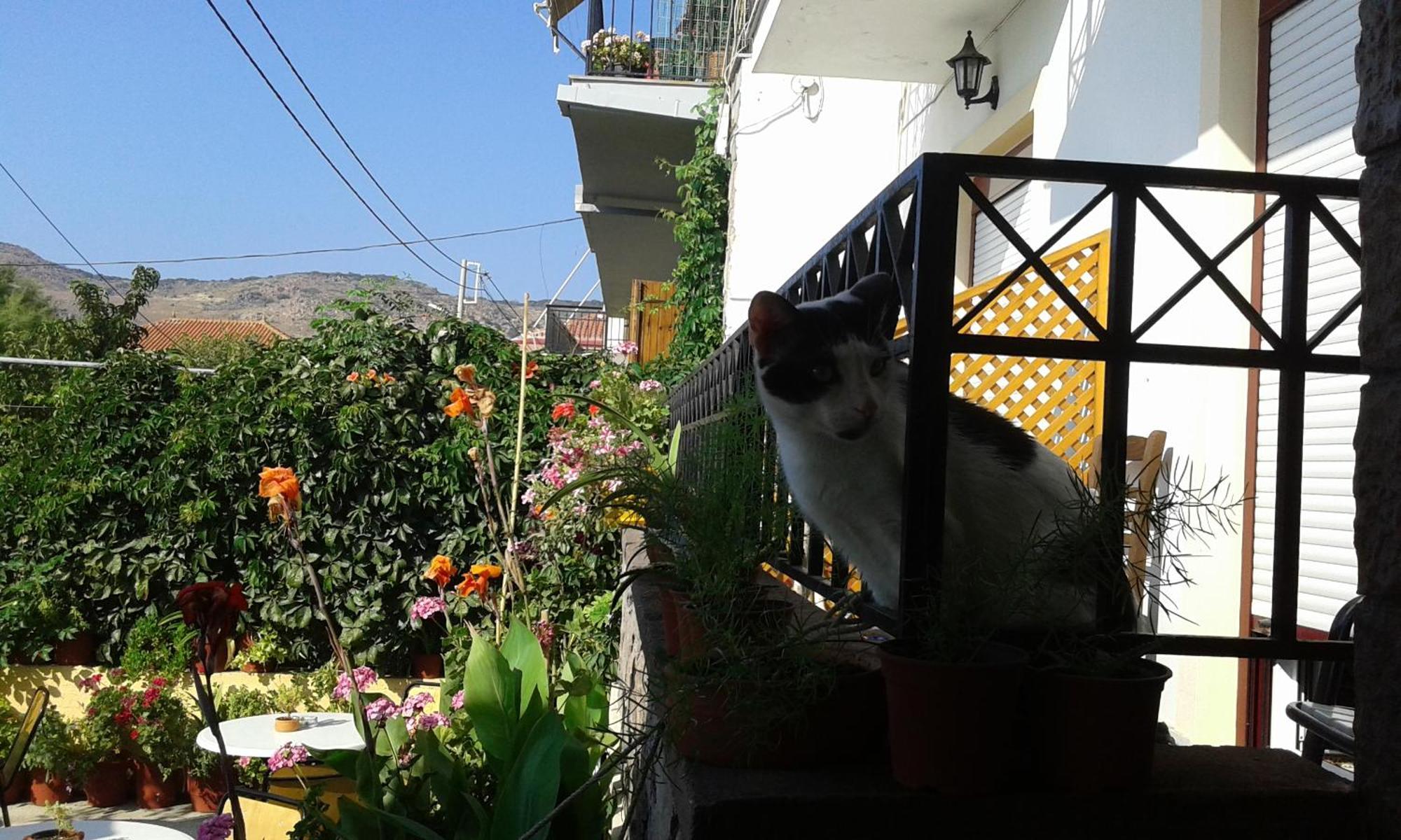 Ferienwohnung Dimitra Petra  Exterior foto